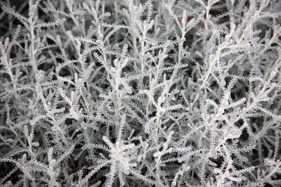 Сантолина Кипорисовая