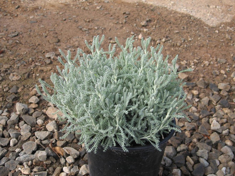 Сантолина Седая