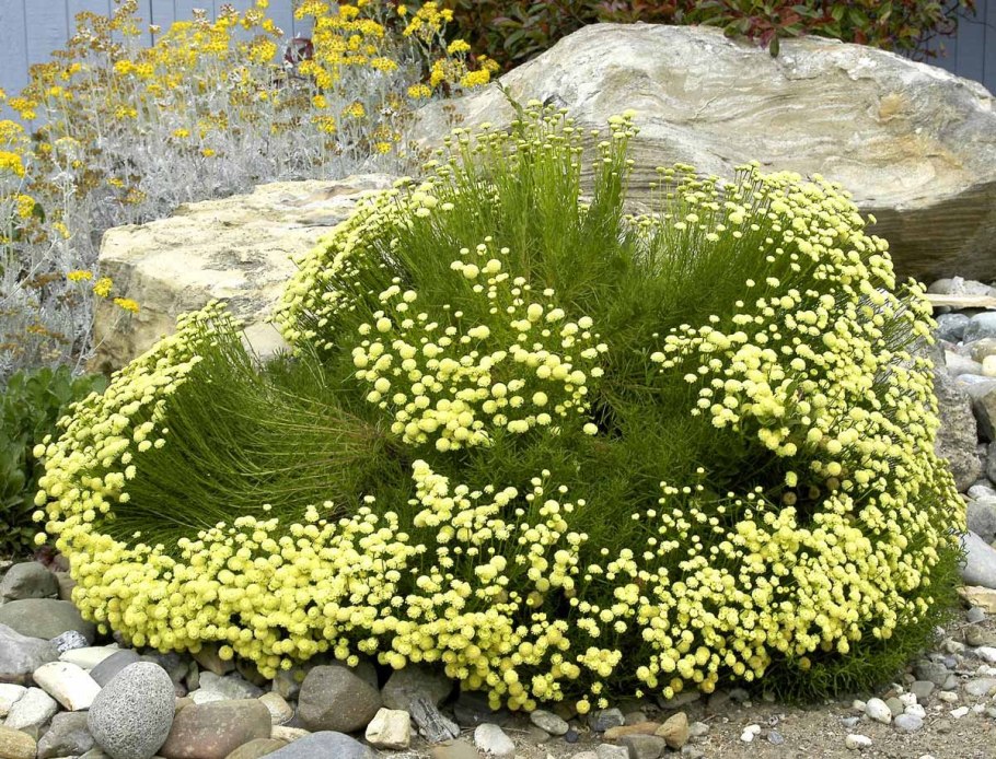 Сантолина кипарисовидная (серебристая) 'Санта'