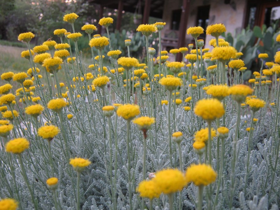 Санлина ипарисрвидная