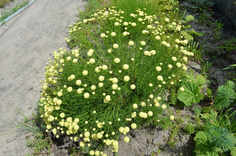 Сантолина зеленая