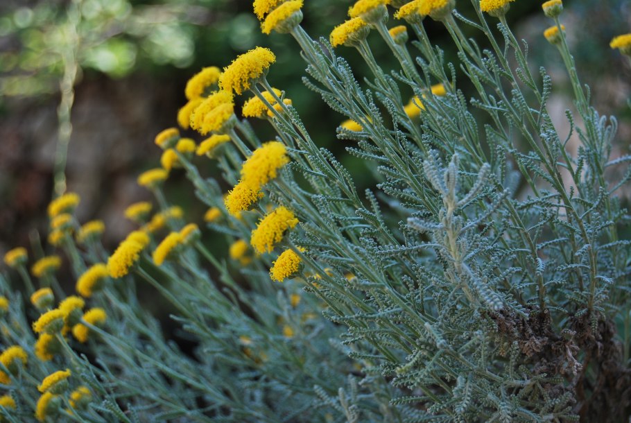 Сантолина розмариновая