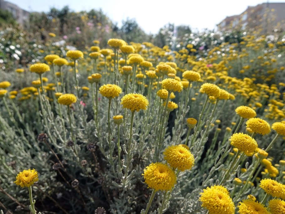 Сантолина перистая (Santolina pinnata)