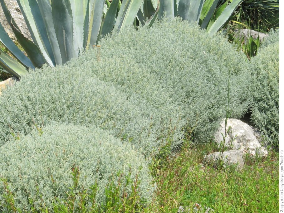 Сантолина кипарисовидная - Santolina chamaecyparissus.