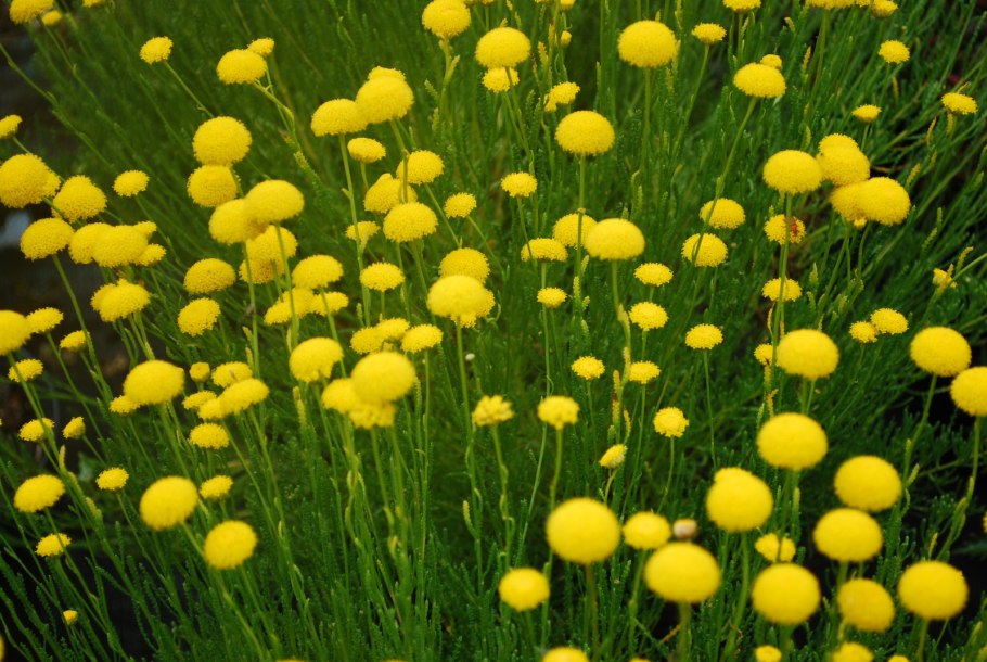 Сантолина растение