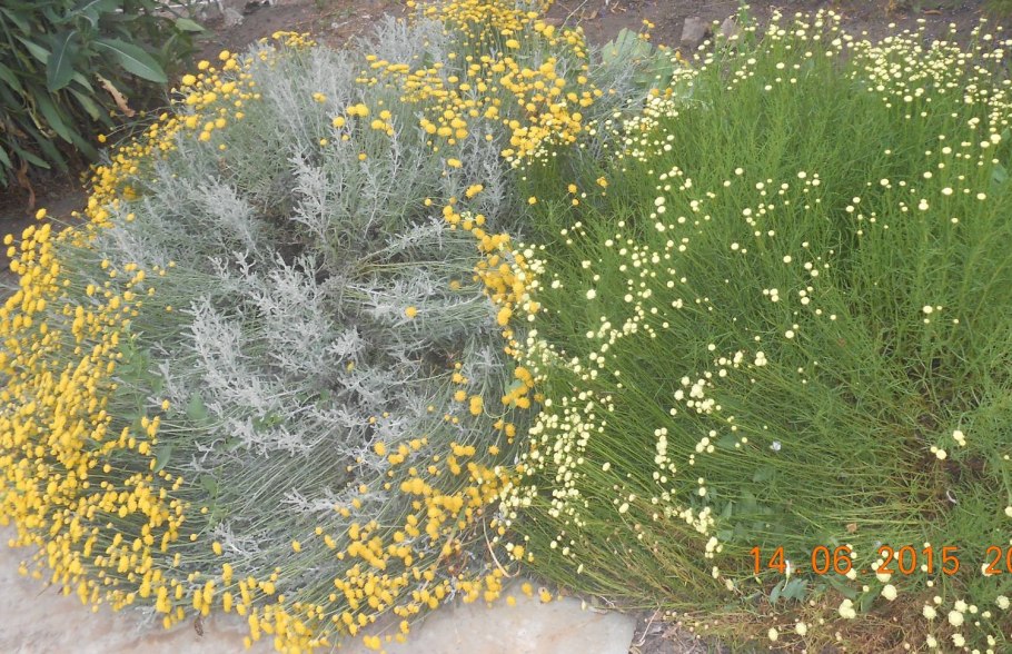 Сантолина серебристая