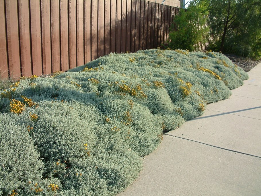 Сантолина Санта