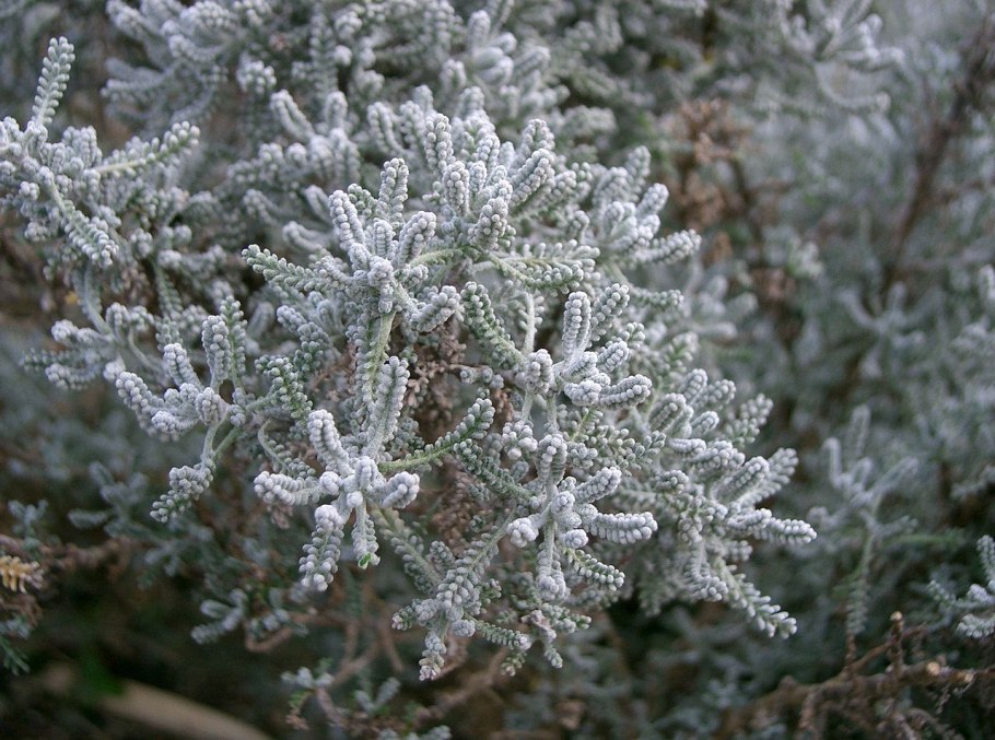 Santolina chamaecyparissus