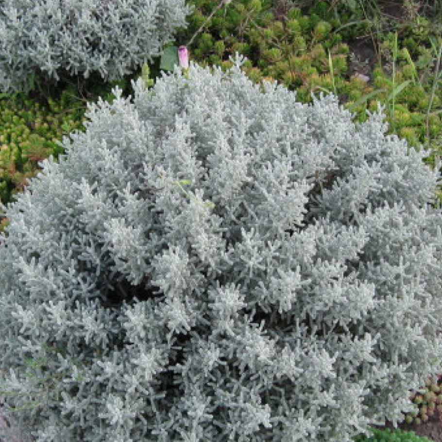 Куст сантолина