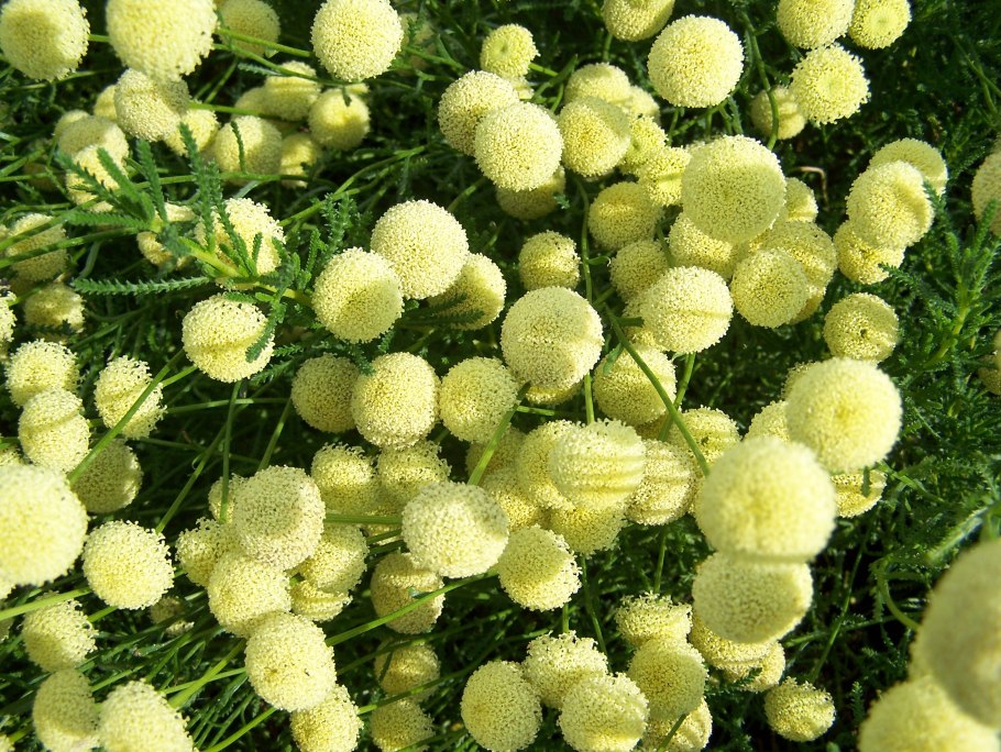 Santolina rosmarinifolia