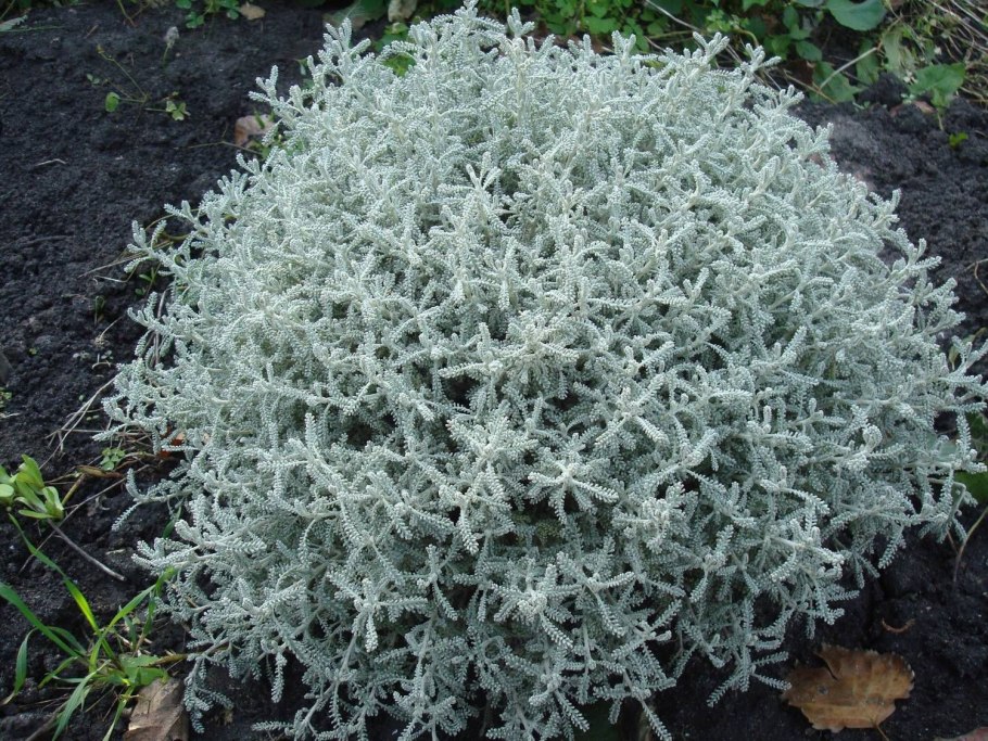 Сантолина (santolina chamaecyparissus)