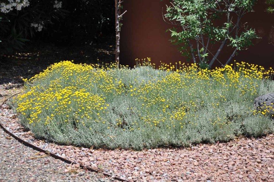 Полынь сантолина