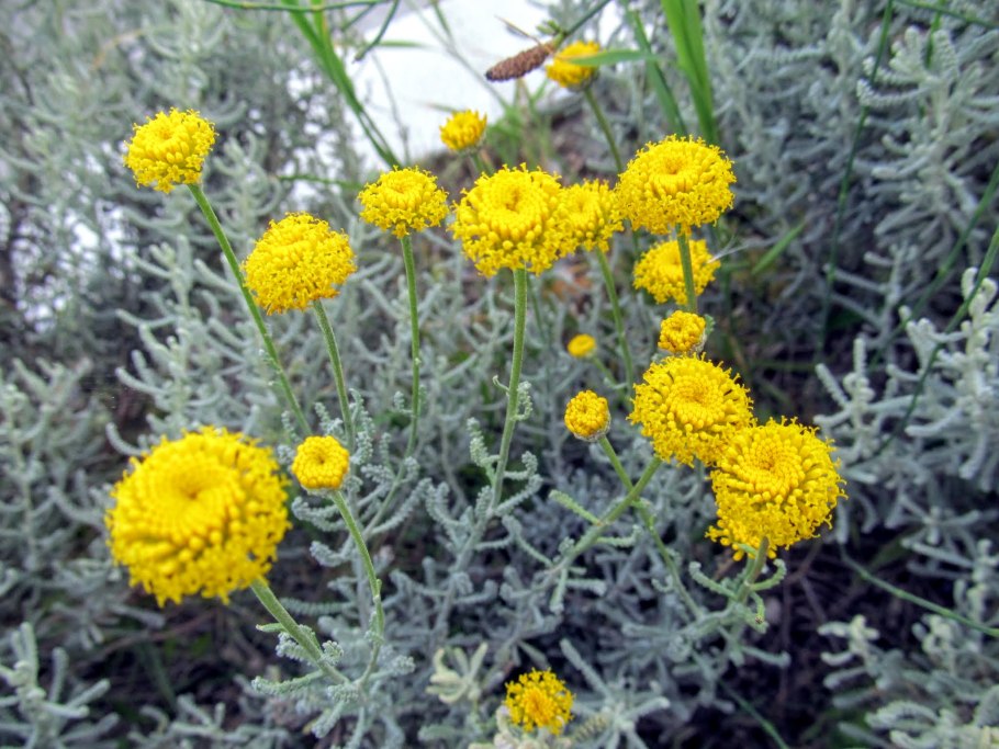 Сантолина кипарисовидная (серебристая) 'санта'