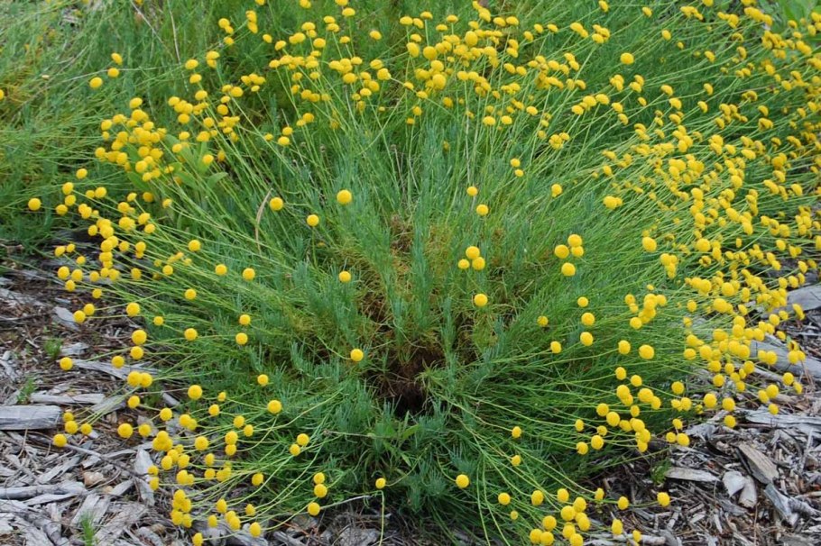 Спнтолтна Кипарисовая