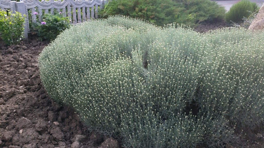 Сантолина кипарисовидная (chamaecyparissus)