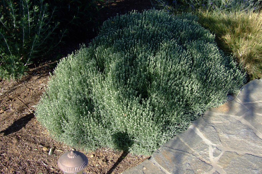 Санталина Кипарисовая