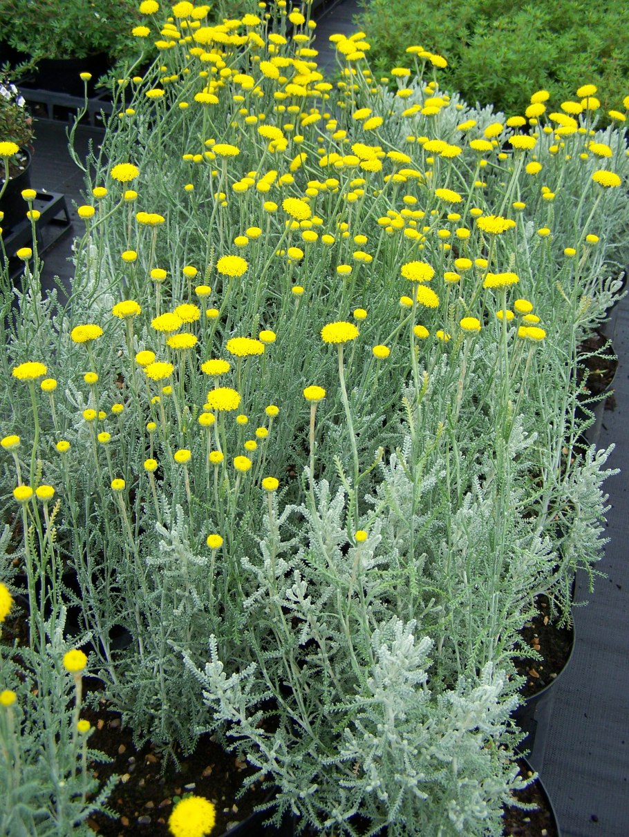 Сантолина серебристая