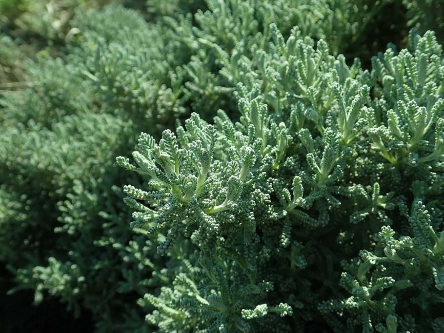 Сантолина и Лаванда