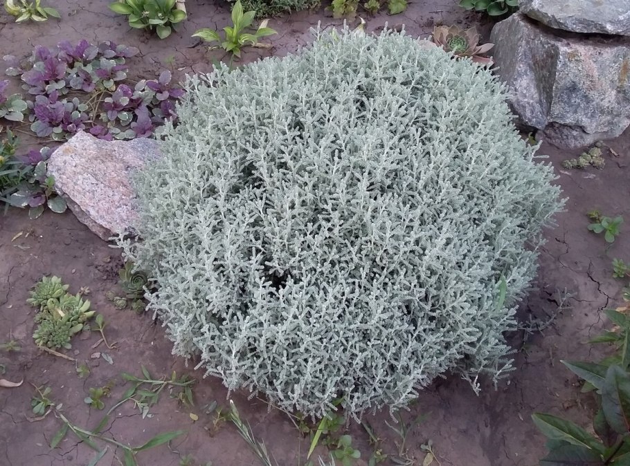 Сантолина зеленая куст