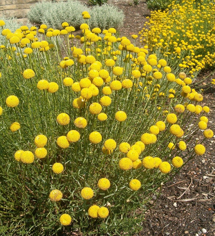 Сантолина кипарисовидная - Santolina chamaecyparissus.