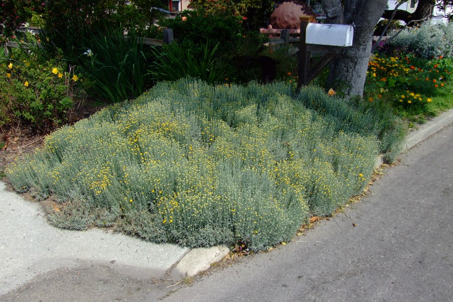 Сантолина кипарисавая