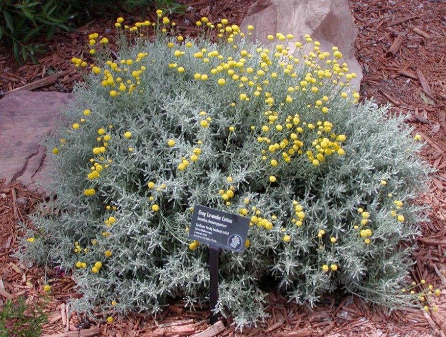 Сантолина кипарисовиковидная