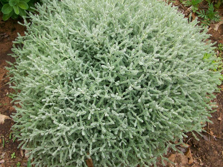 Сантолина вечнозеленая