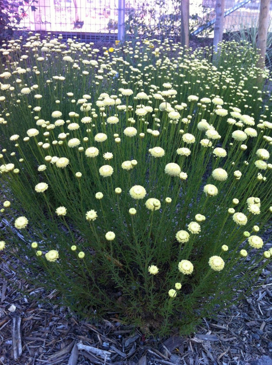 Сантолина розмаринолистная