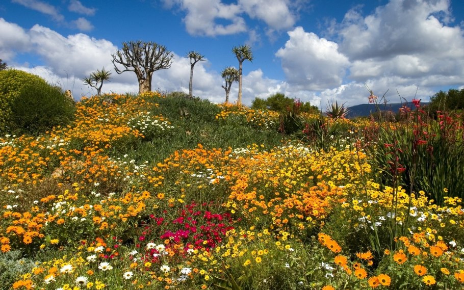 Цветочное поле