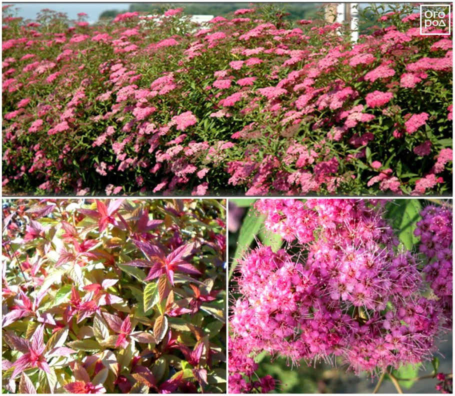 Спирея Зибольда