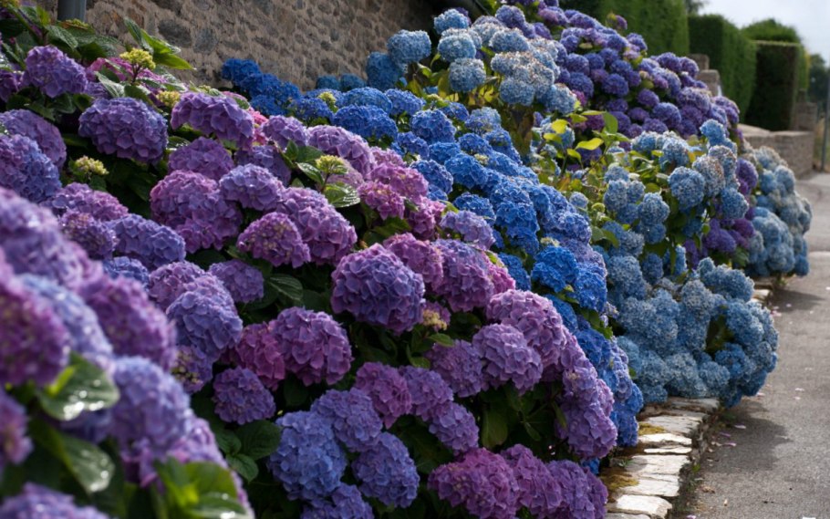 Гортензия крупнолистная Гамбург