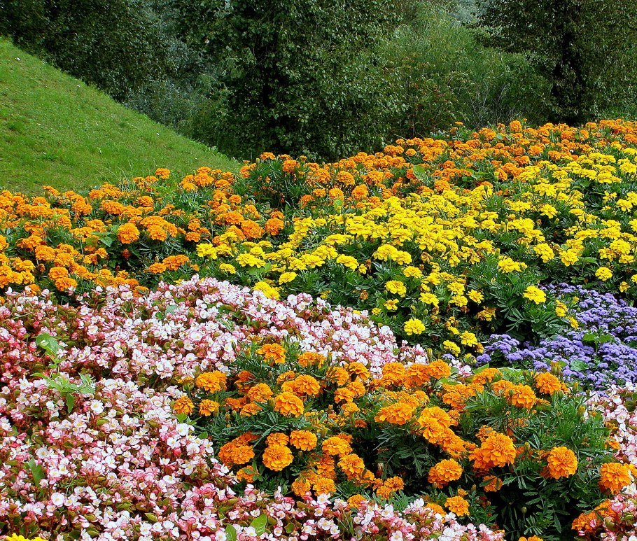 Осенняя клумба