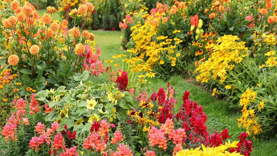 Оранжевый сад Игоря Степанова многолетники