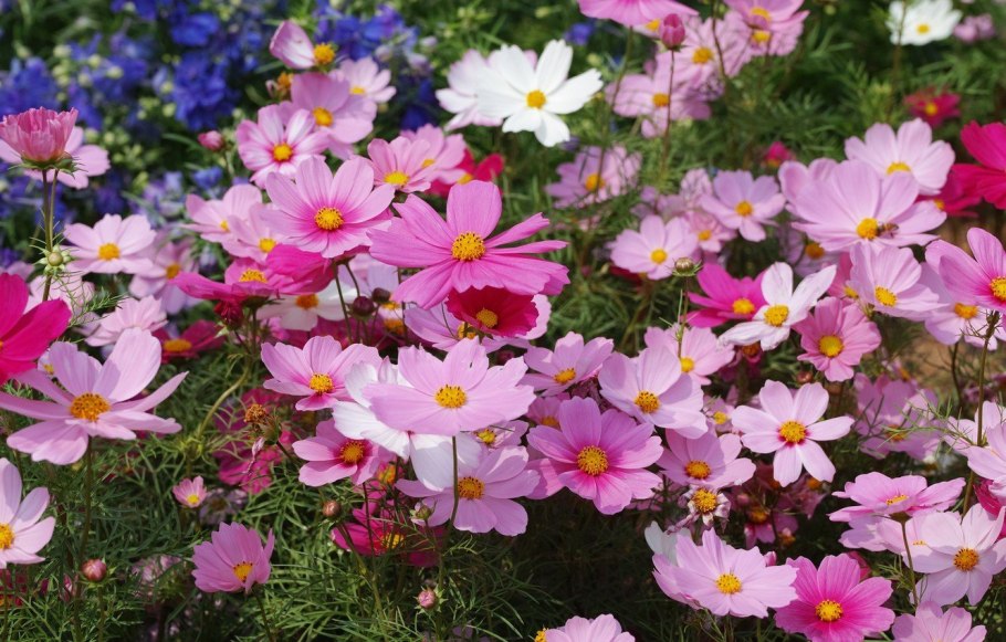 Космея дваждыперистая