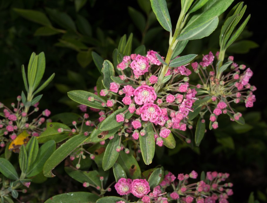 Кальмия Ангустифолия