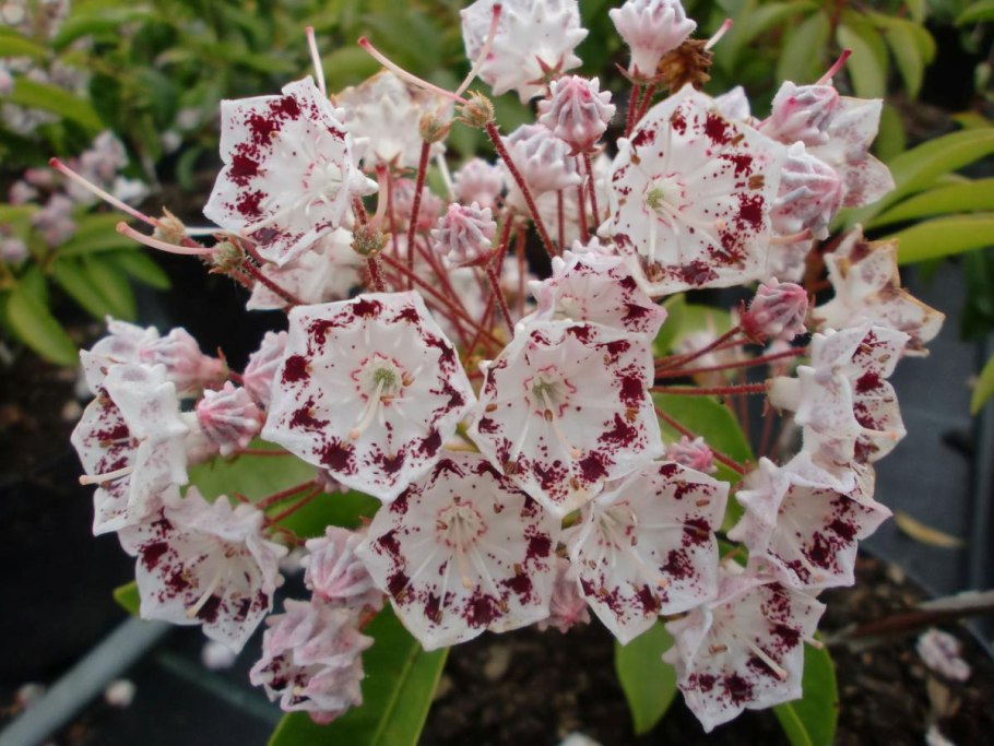 Кальмия кустарник