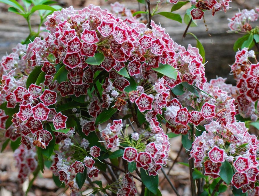 Кальмия узколистная