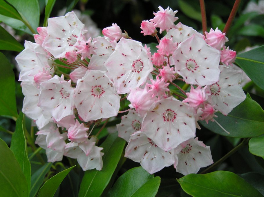 Кальмия широколистная зебулон