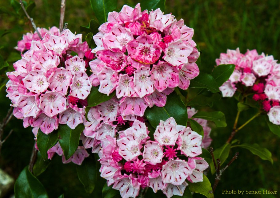 Кальмия лежачая