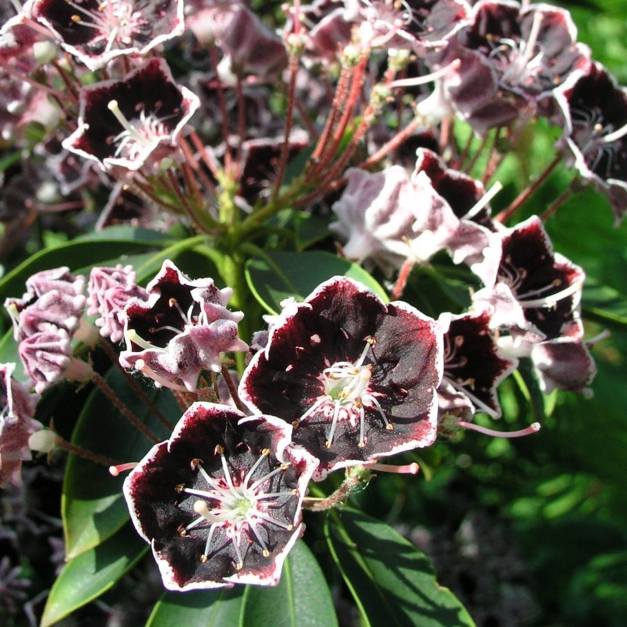 Кальмия Зебулон