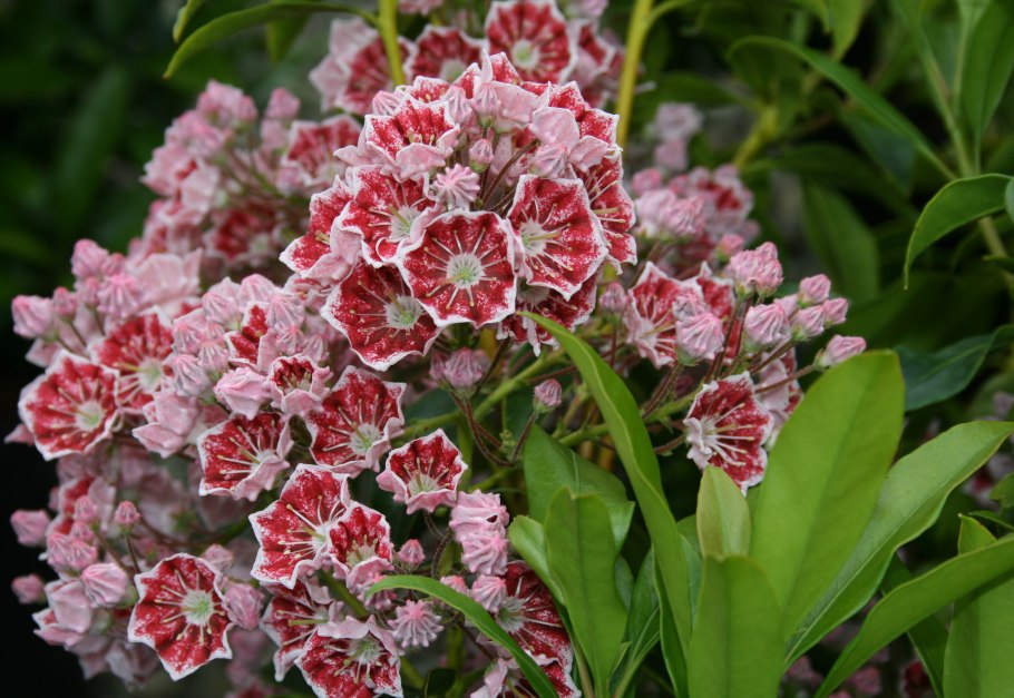 Кальмия в Подмосковье фото