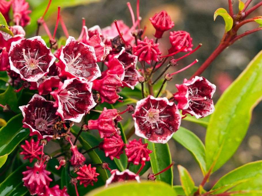 Кальмия широколистная kalmia latifolia