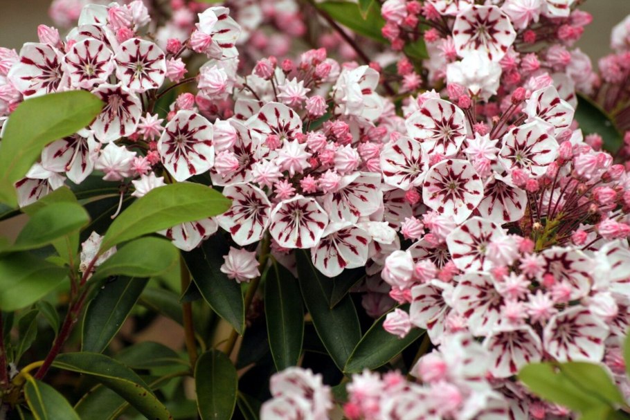 Кальмия пепперминт