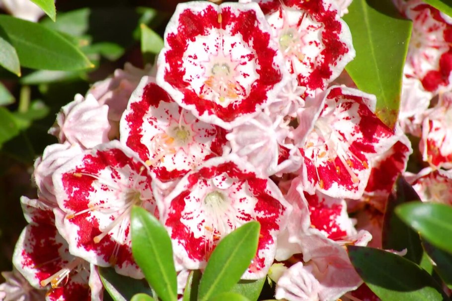 Кальмия дженс делайт