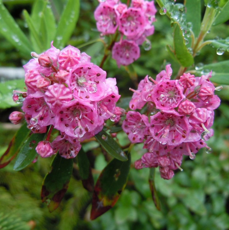 Leiophyllum buxifolium