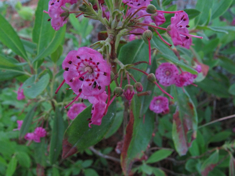 Kalmia angustifolia rubra