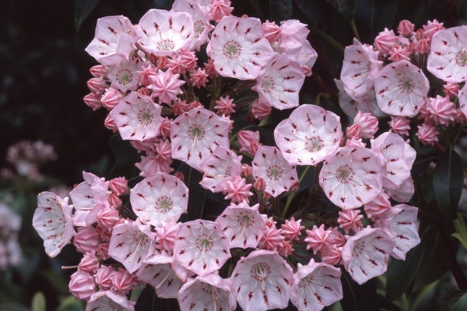 Кальмия изгородь