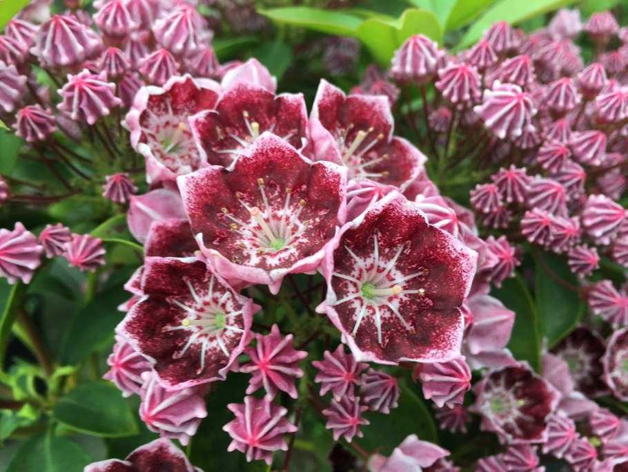 Кальмия широколистная в Ленинградской