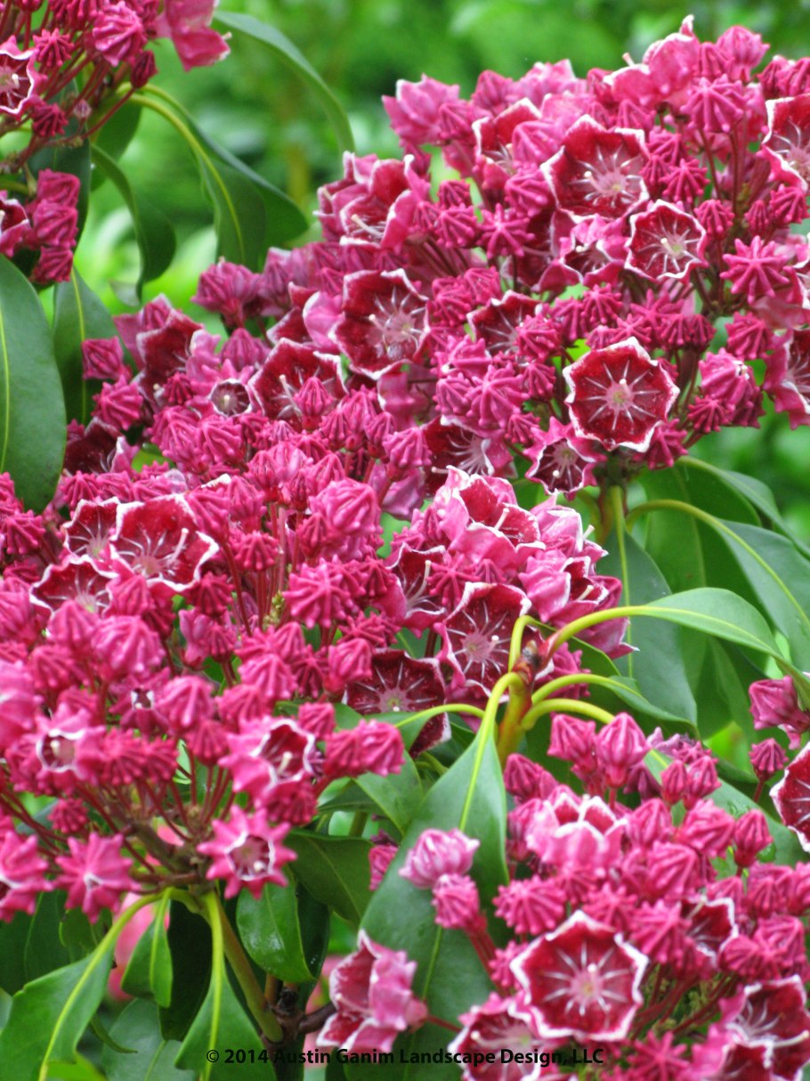 Кустарник клиновидный клиновидный