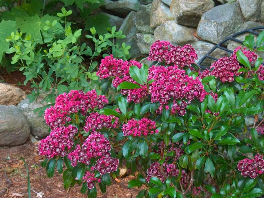 Кальмия кипсейк